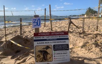 Foto Ninho demarcado SEMMA Paulista