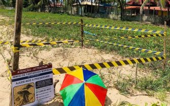 Quarto ninho de tartaruga identificado em Maria Farinha da terça de Carnaval