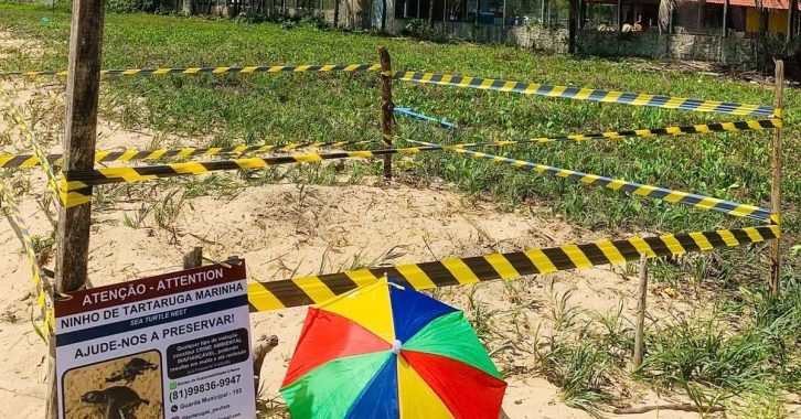 Quarto ninho de tartaruga identificado em Maria Farinha da terça de Carnaval