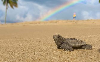 Tartarugas da Páscoa1