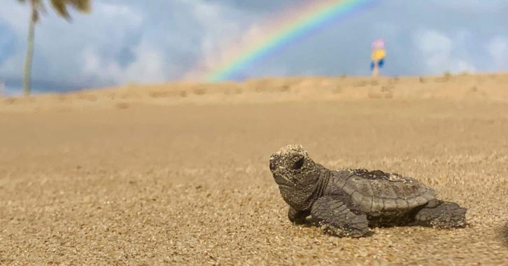 Tartarugas da Páscoa1