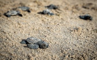 Tartarugas do domingo 1
