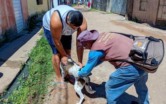 Vacinação animal 2