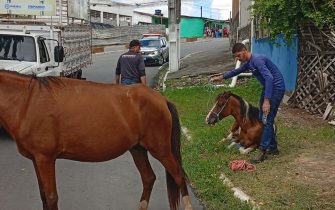 animais apreendidos - 06
