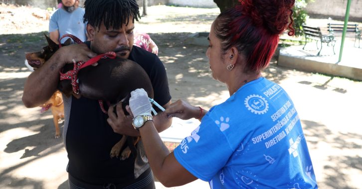 vacinação cães 1